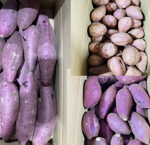 さつまいも 安納芋」の人気商品一覧 | 安い商品を通販サイトから探す